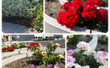 「言葉にできないこと、それが花の魅力」flower gardening 「言葉にできないこと、それが花の魅力」flower gardening